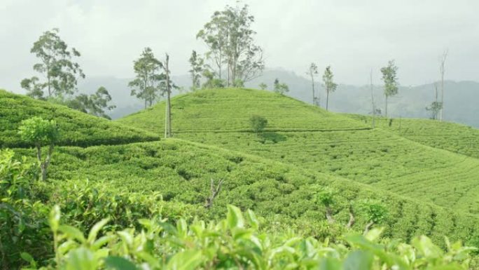 WS阳光明媚的绿色山坡上覆盖着茶树，斯里兰卡
