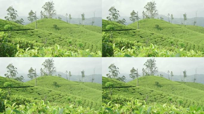WS阳光明媚的绿色山坡上覆盖着茶树，斯里兰卡