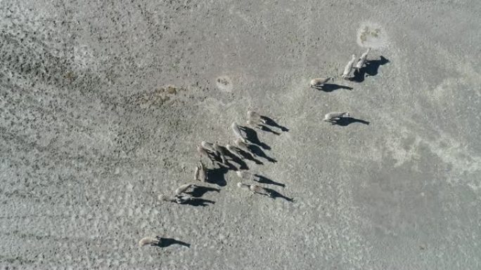 4k直下放大一群斑马站在博茨瓦纳Makgadikgadi平底锅上的圆形鸟瞰图