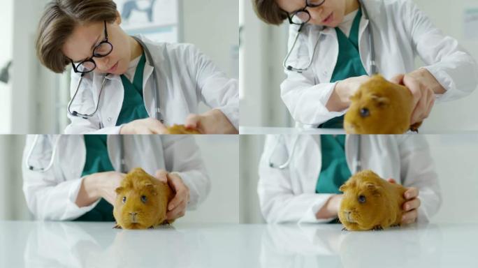 兽医检查中的红色Guiney猪