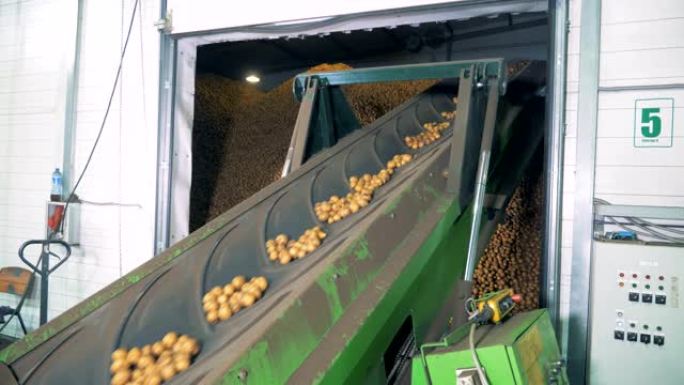 工业输送机正在将土豆重新安置到存储设施中