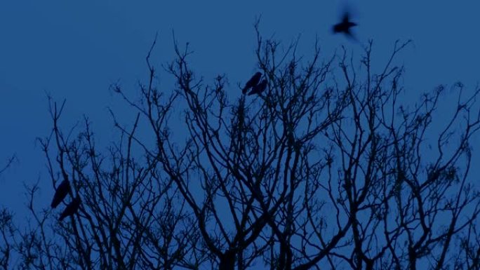 傍晚时分，鸟从树上飞下来