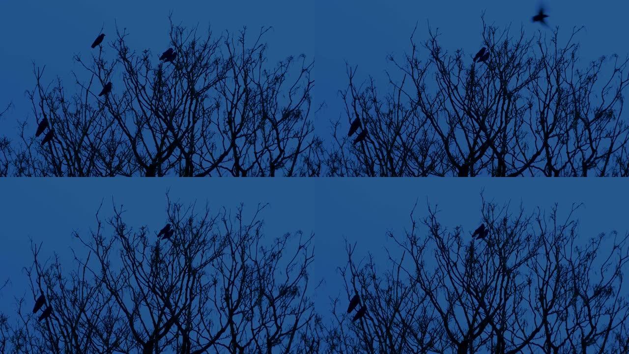 傍晚时分，鸟从树上飞下来