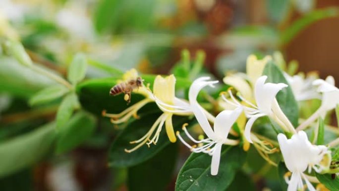 蜜蜂收集花蜜花粉在金银花周围飞行