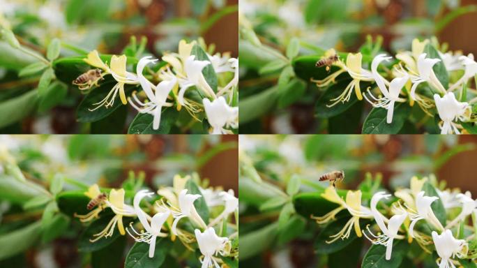 蜜蜂收集花蜜花粉在金银花周围飞行