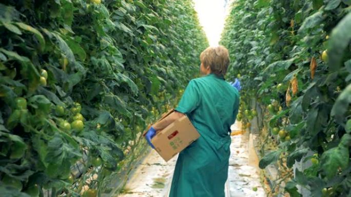 女绿化工人正在寻找醇厚的西红柿。天然和新鲜蔬菜的有机栽培。