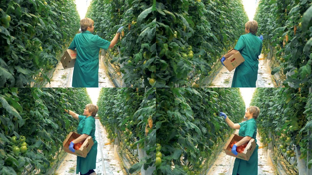 女绿化工人正在寻找醇厚的西红柿。天然和新鲜蔬菜的有机栽培。