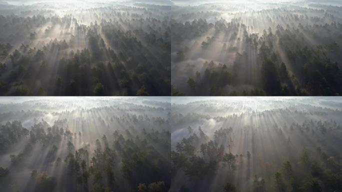 日出时雾森林的空中拍摄。清晨飞过松树。4K UHD