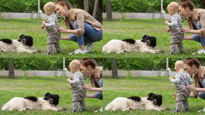 母亲和婴儿在公园与流浪狗互动