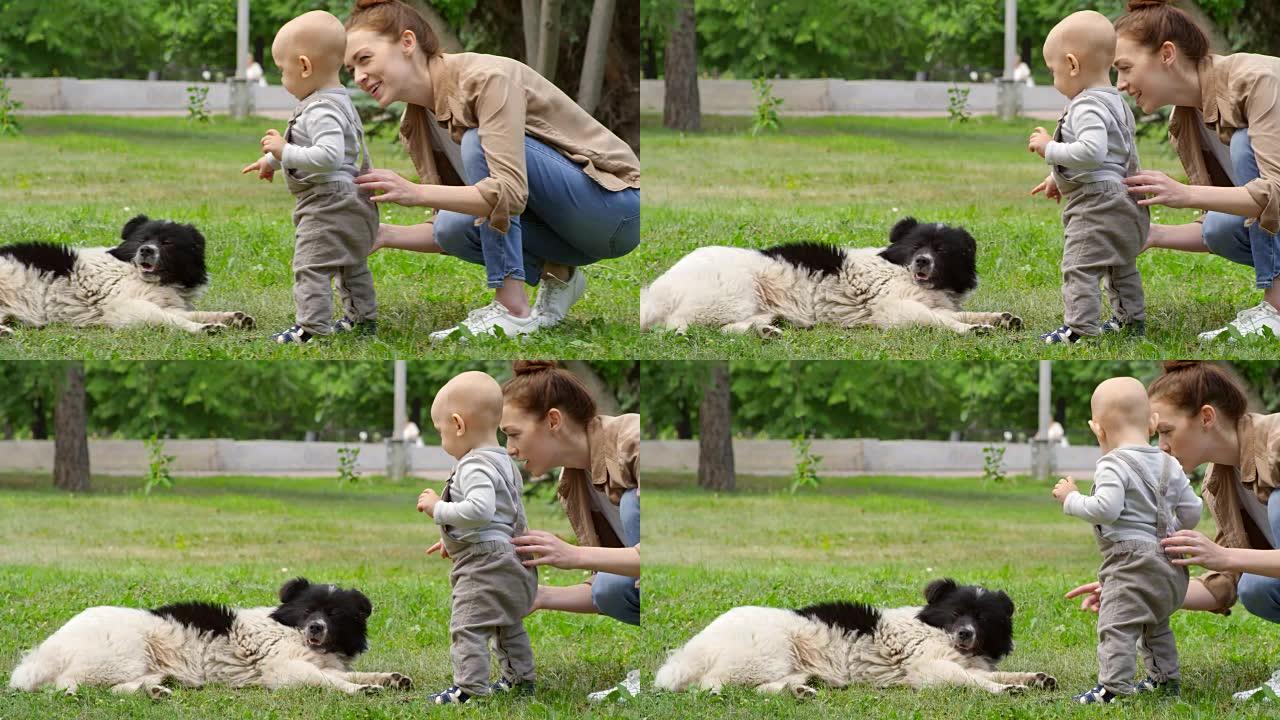 母亲和婴儿在公园与流浪狗互动