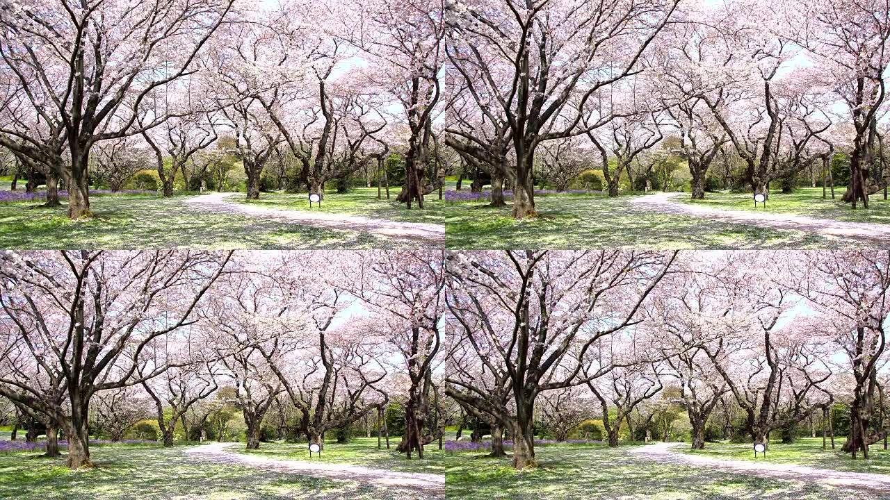 樱花树下的人行道是日本东京浪漫的气氛