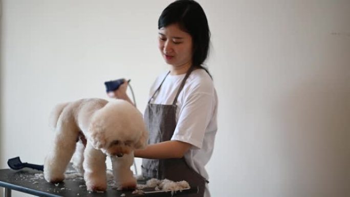亚洲中国女性宠物美容师围裙修饰棕色玩具狮子狗