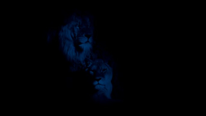 夜晚阴影中的狮子雄狮猛兽