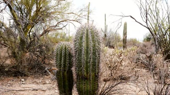两个小鱼钩桶仙人掌植物在干燥的亚利桑那沙漠国家公园一起生长的美丽特写镜头。