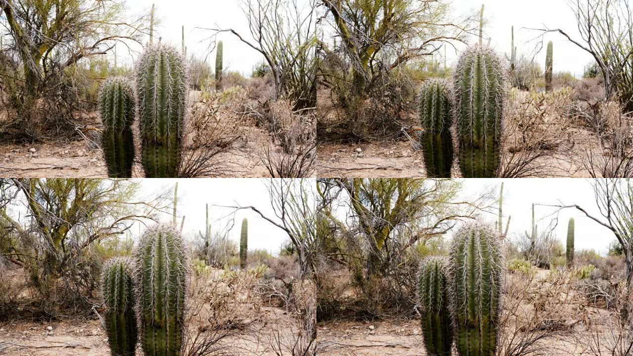 两个小鱼钩桶仙人掌植物在干燥的亚利桑那沙漠国家公园一起生长的美丽特写镜头。