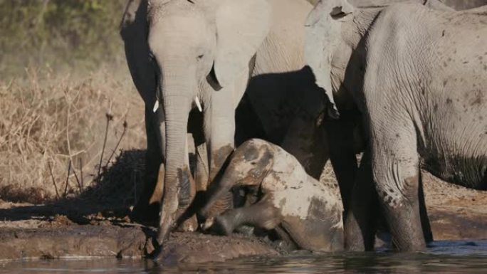 纳米比亚埃托沙国家公园水坑里，一头可爱的小象被成年人围着嬉戏，把他的树干溅到水里