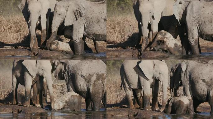 纳米比亚埃托沙国家公园水坑里，一头可爱的小象被成年人围着嬉戏，把他的树干溅到水里