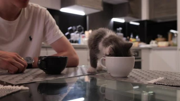 最可爱的早餐日期小奶猫猫崽餐桌小猫