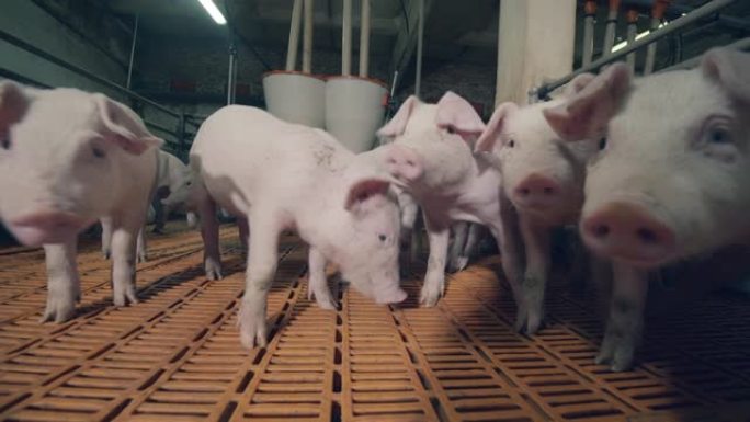 农场养猪对相机持谨慎态度