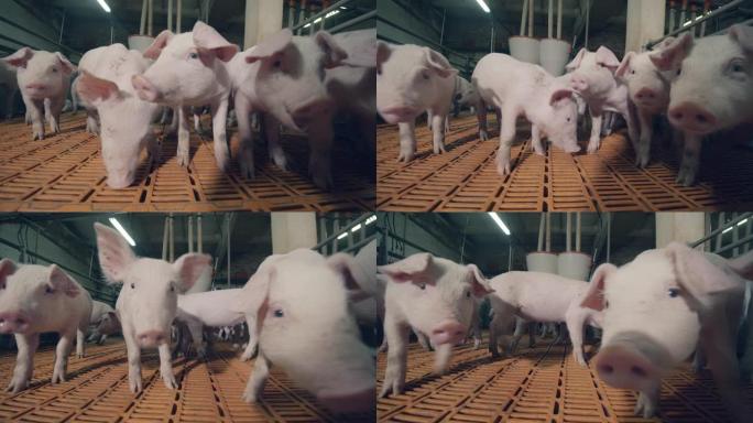 农场养猪对相机持谨慎态度