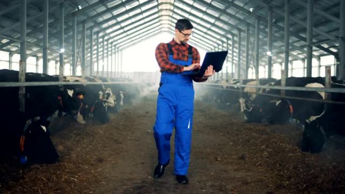 一个人走在牛棚里，用笔记本电脑工作。