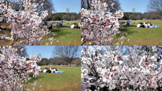 日本的春天樱花盛开
