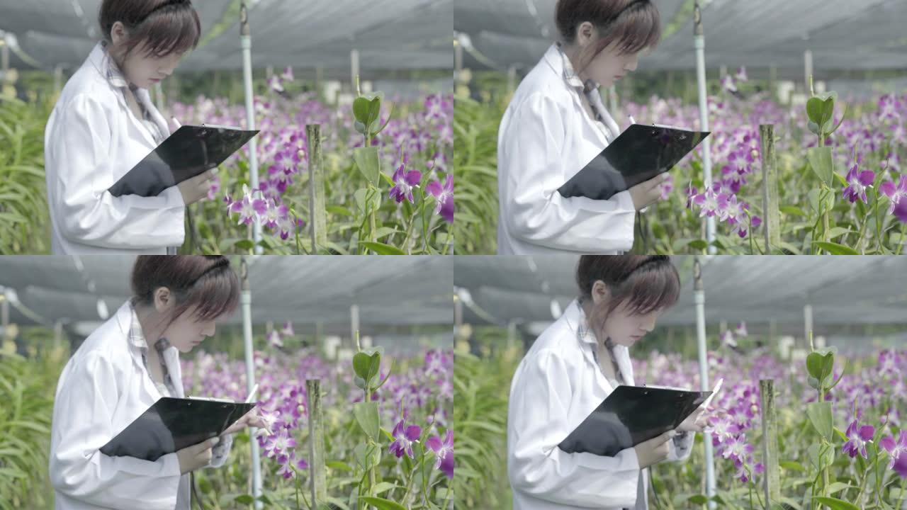 兰花研究人员目前在兰花花园工作。亚洲泰国