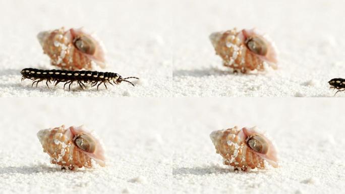 马尔代夫白沙海滩上的铜蜈蚣通过贝壳中的沙蟹