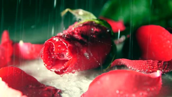雨中的红玫瑰