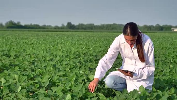 一位植物专家，在白大褂中检查田间大豆，在一片绿色植物的背景下进行测试分析。