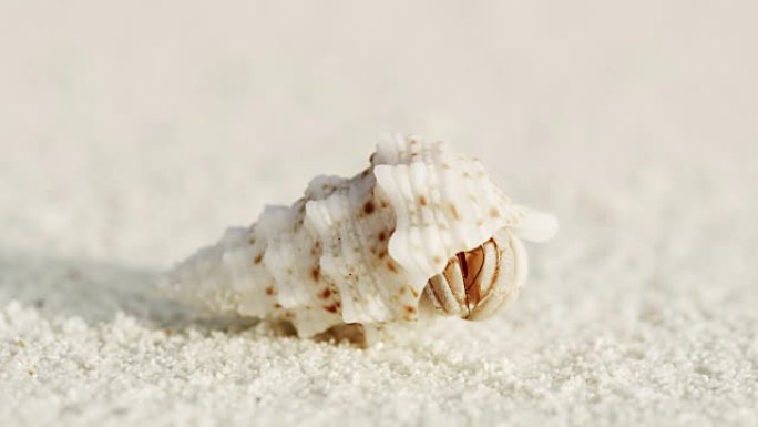铜沙蟹从贝壳中冒出来，在马尔代夫白色沙滩上乱窜