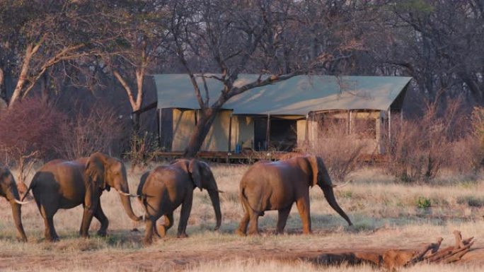 在津巴布韦万基国家公园Verney营地的客人帐篷前喝酒后，一小群大象离开水坑的4k视图