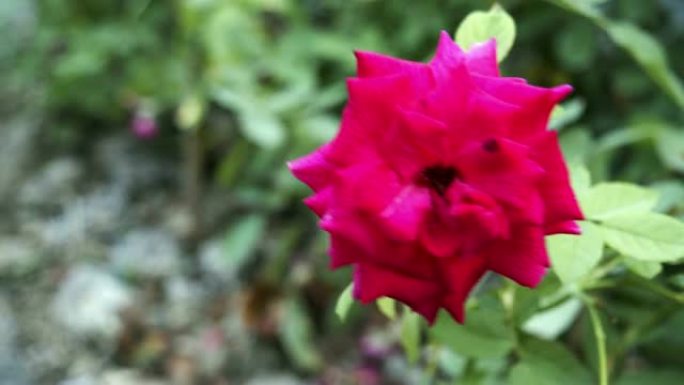 粉红色玫瑰花的4k镜头。爱，自然的概念