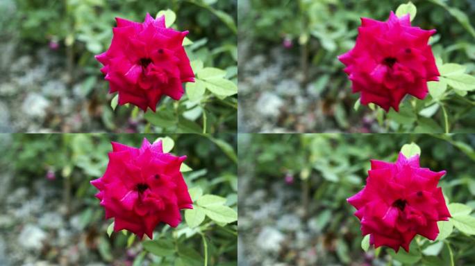 粉红色玫瑰花的4k镜头。爱，自然的概念
