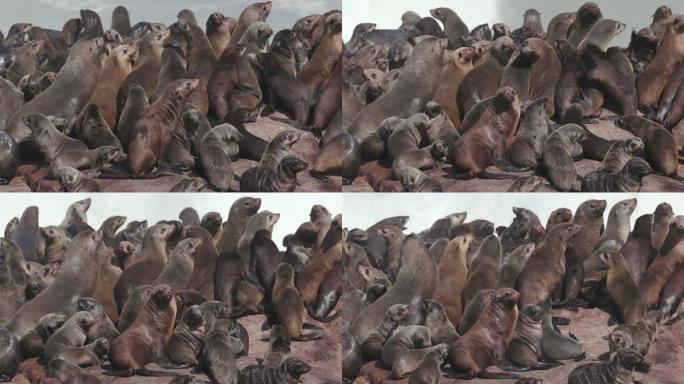 纳米比亚骷髅海岸国家公园一大群海角海狗和幼崽挤在岩石上的4k特写视图
