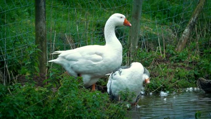 农场池塘边的鹅散养的鸭子鹅养殖