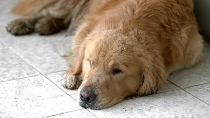 两枪我的金毛猎犬狗无聊了