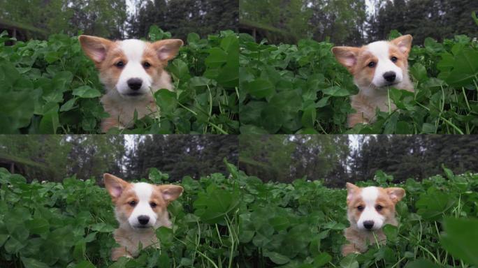 可爱的小狗柯基在三叶草地的肖像