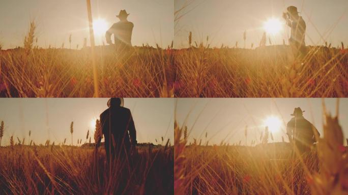 DS农民在日落时在田里散步时爱抚麦穗