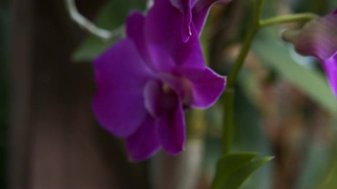 紫色兰花花的4k镜头