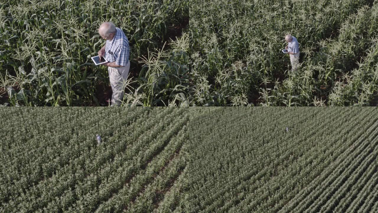 4k缩小了使用数字平板电脑拍摄农民的鸟瞰图，在大型蔬菜农场中行走并监视玉米作物