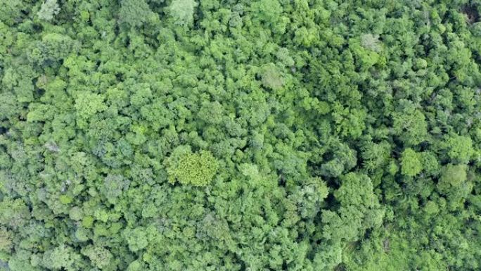 泰国热带森林中茂密的树木的鸟瞰图