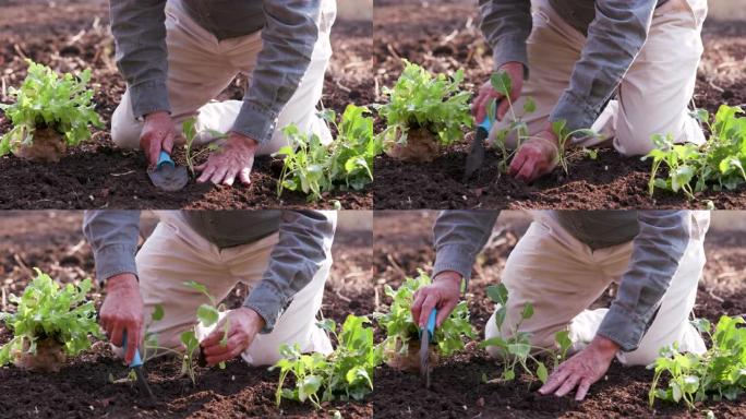 农民双手在花园里种植蔬菜幼苗的特写镜头