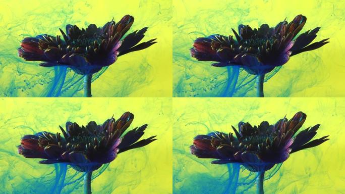 4k慢动作蓝色墨水和水中的雏菊花。