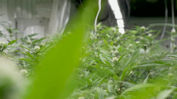 大麻农场种植特写展示农作物