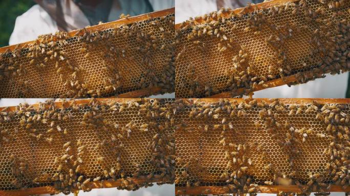 慢动作关闭蜂群，配备全套设备，检查蜂巢是否生产生态和生物蜂蜜。