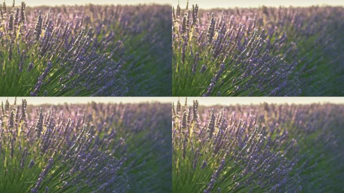 在温和的早晨阳光下，蜜蜂和薰衣草花在风中挥舞的特写镜头。4K, UHD