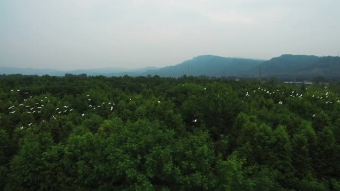 白鹭群从树顶飞走，4k
