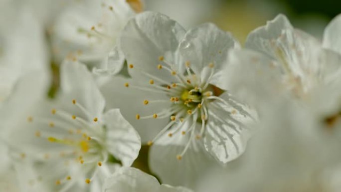 铜水滴落在白花上水滴落在白花上