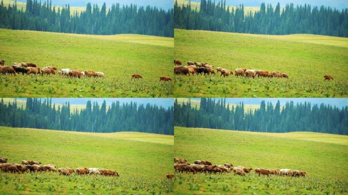 草原上的绵羊